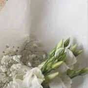 chooの画像