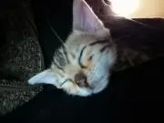 mimiの画像