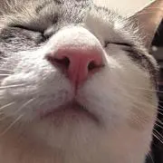 くろねこ