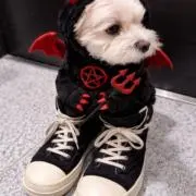 Shyの画像