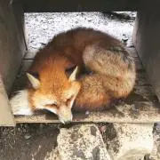 ふーの画像