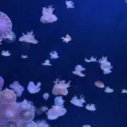 fw