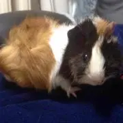 もるちゃん