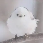 つばめの画像
