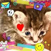 シェリー⭐️希望価格お知らせくださいの画像