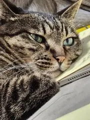 がんちゃんの画像