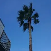 りんごの画像