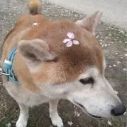 しゅんの画像