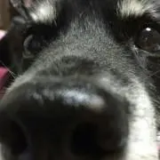 ☆miyuki☆犬猫飼いの画像