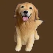 kankanの画像