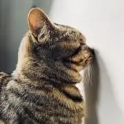 sasamiの画像