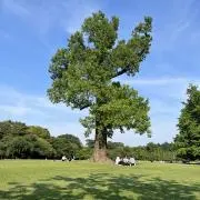さかな