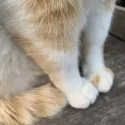 かろも
