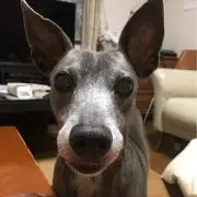 くぅの画像
