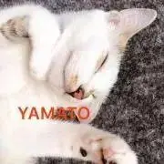 ヤマト商店の画像