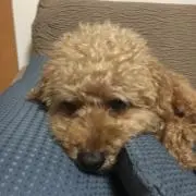 かっしーの画像