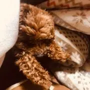 さんたの画像