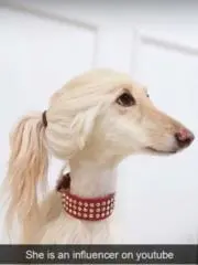 Ayumiの画像