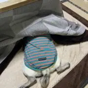 ととの画像