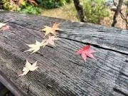 きなんこさんの画像