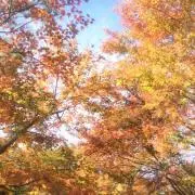 ちゃんの画像