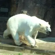 しろくまの画像