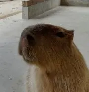 のっち