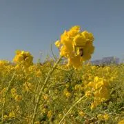 なのはなの画像