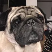 コテツ62