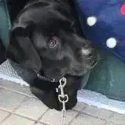 クーの画像