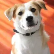 Jellyの画像