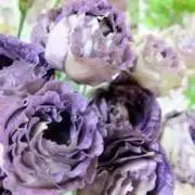 picoの画像