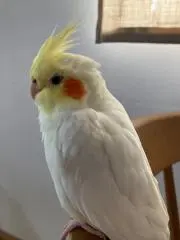 ハッピーマム
