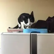 オセロ