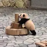 ケイの画像