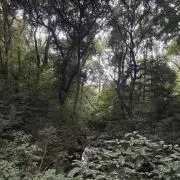 なつりの画像
