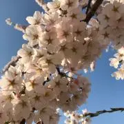 みの画像