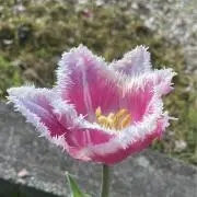 Éden des Lys Jardinの画像