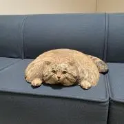 リッキー  (購入希望者プロフ必読)の画像