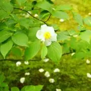 ささみの画像