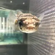 まりりーの
