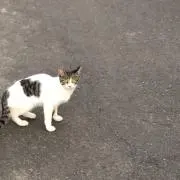 ねこ