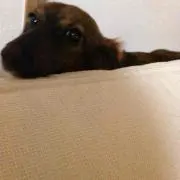 トマト プロフ見て下さいね☆