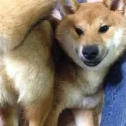激レア ゴッドイーター 捕食形態 パペットぬいぐるみ ゴッドイーター2