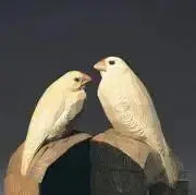 文鳥の画像