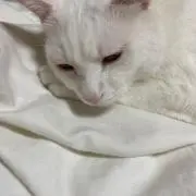 スズキ