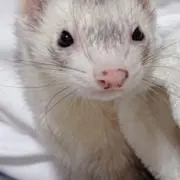ニア