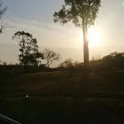 マムの画像