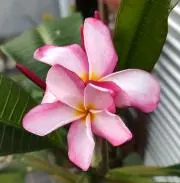 プルメリアの画像
