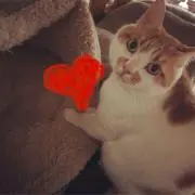 mimiの画像